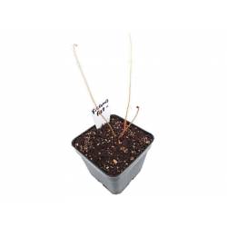 DROSERA FILIFORMIS RED