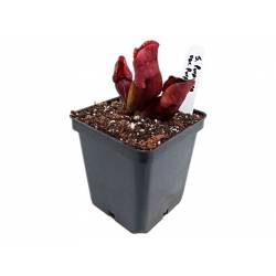 SARRACENIA PURPUREA VAR. PURPUREA