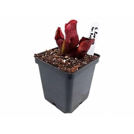 SARRACENIA PURPUREA VAR. PURPUREA