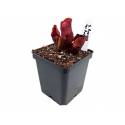 SARRACENIA PURPUREA VAR. PURPUREA
