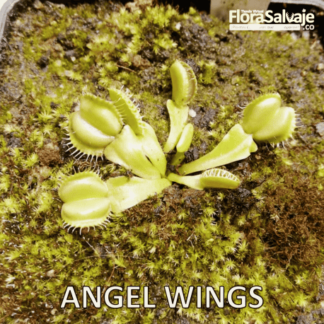 D.M. ANGEL WINGS