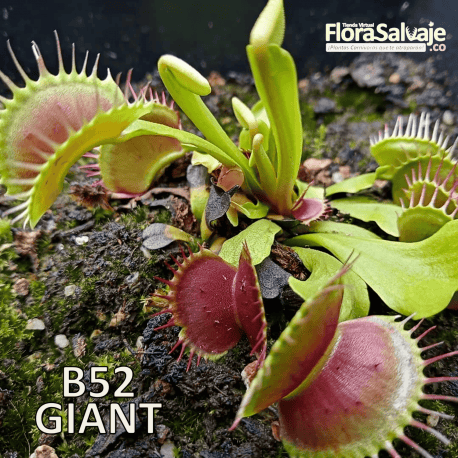 D.M. B52 GIANT