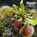 D.M. B52 GIANT