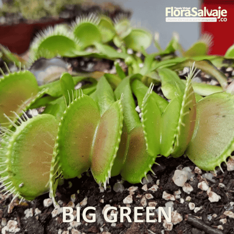 D.M. BIG GREEN