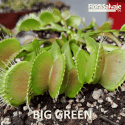 D.M. BIG GREEN