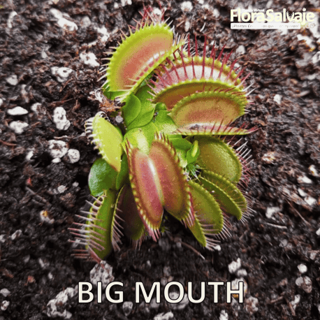 D.M. BIG MOUTH
