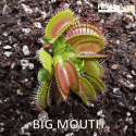 D.M. BIG MOUTH