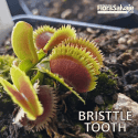 D.M. BRISTTLE TOOTH
