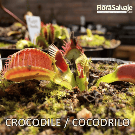 D.M. COCODRILO