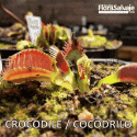 D.M. COCODRILO o CROCODILE