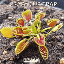 D.M. CRAZY CUP TRAP