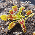 D.M. CRAZY CUP TRAP
