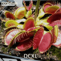 D.M. DCXL