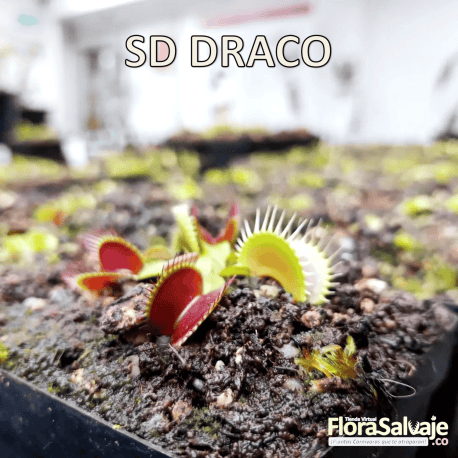 D.M. SD DRACO