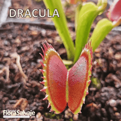 D.M. DRÁCULA