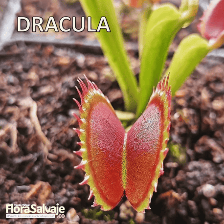 D.M. DRÁCULA