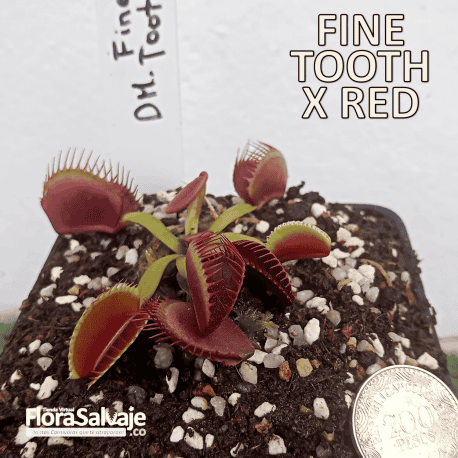 D.M. FINE TOOTH X RED