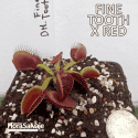 D.M. FINE TOOTH X RED