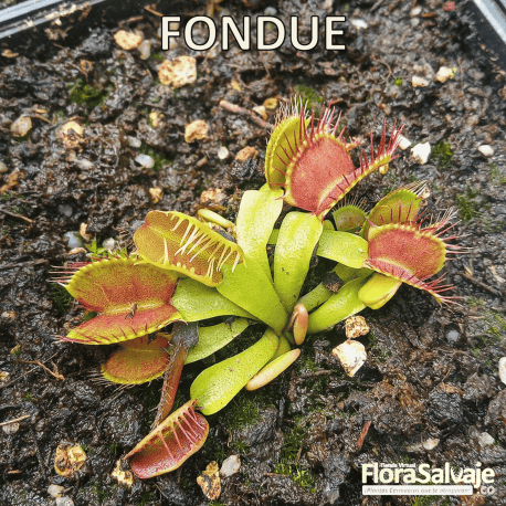 D.M. FONDUE