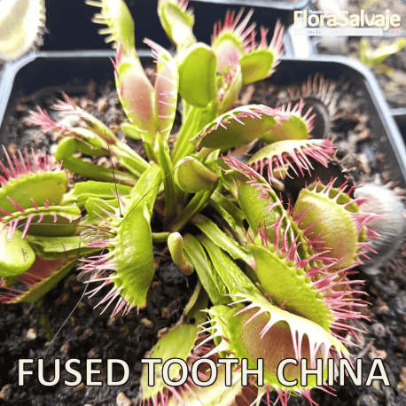 D.M. FUSED TOOTH CHINA