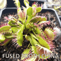 D.M. FUSED TOOTH CHINA