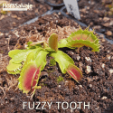 D.M. FUZZY TOOTH