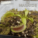 D.M. GJ MARATCHI