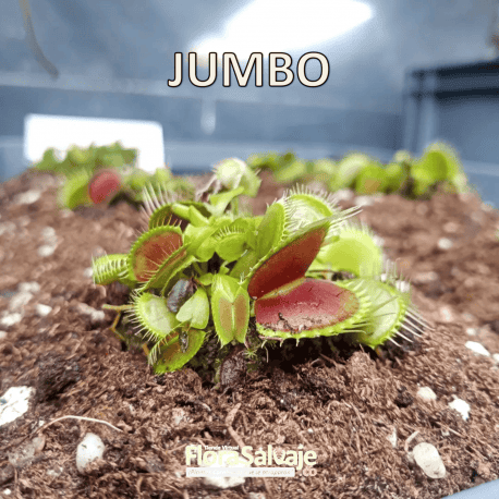 D.M. JUMBO