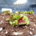 D.M. JUMBO