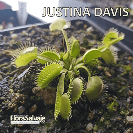D.M. JUSTINA DAVIS