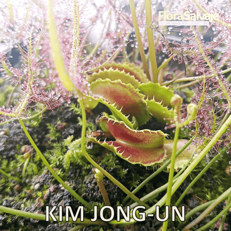 D.M. KIM JONG-UN