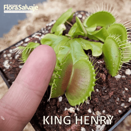 D.M. KING HENRY