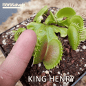 D.M. KING HENRY