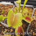 D.M. KING HENRY X DENTE