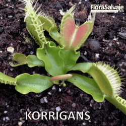 D.M. KORRIGANS