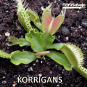 D.M. KORRIGANS
