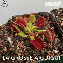 D.M. LA GROSSE Á GUIGUI