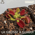 D.M. LA GROSSE Á GUIGUI
