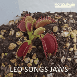 D.M. LEO SONGS JAWS