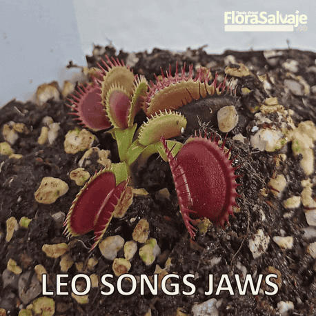 D.M. LEO SONGS JAWS
