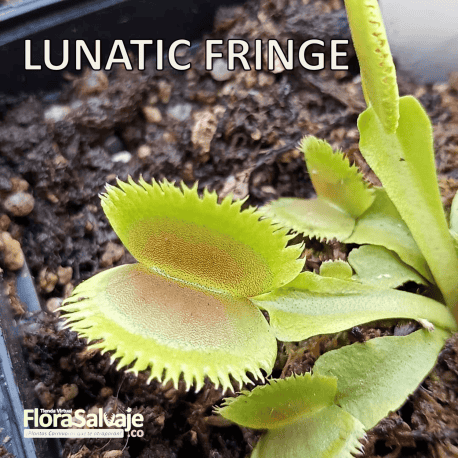 D.M. LUNATIC FRINGE