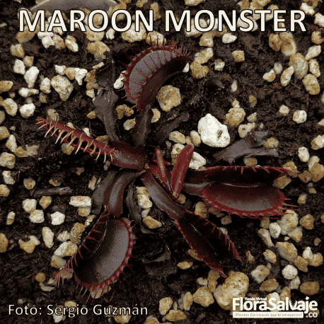 D.M. MAROON MONSTER