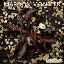 D.M. MAROON MONSTER