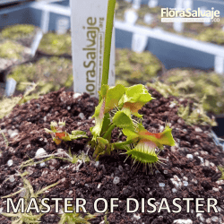 D.M. MASTER OF DISASTER