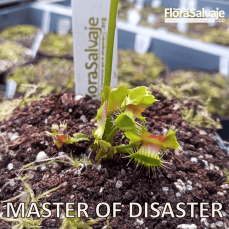 D.M. MASTER OF DISASTER