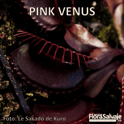 D.M. PINK VENUS