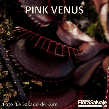 D.M. PINK VENUS
