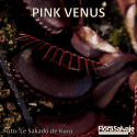 D.M. PINK VENUS