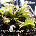 D.M. RED BLADE ANGEL WINGS