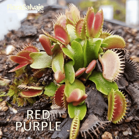 D.M. RED PURPLE